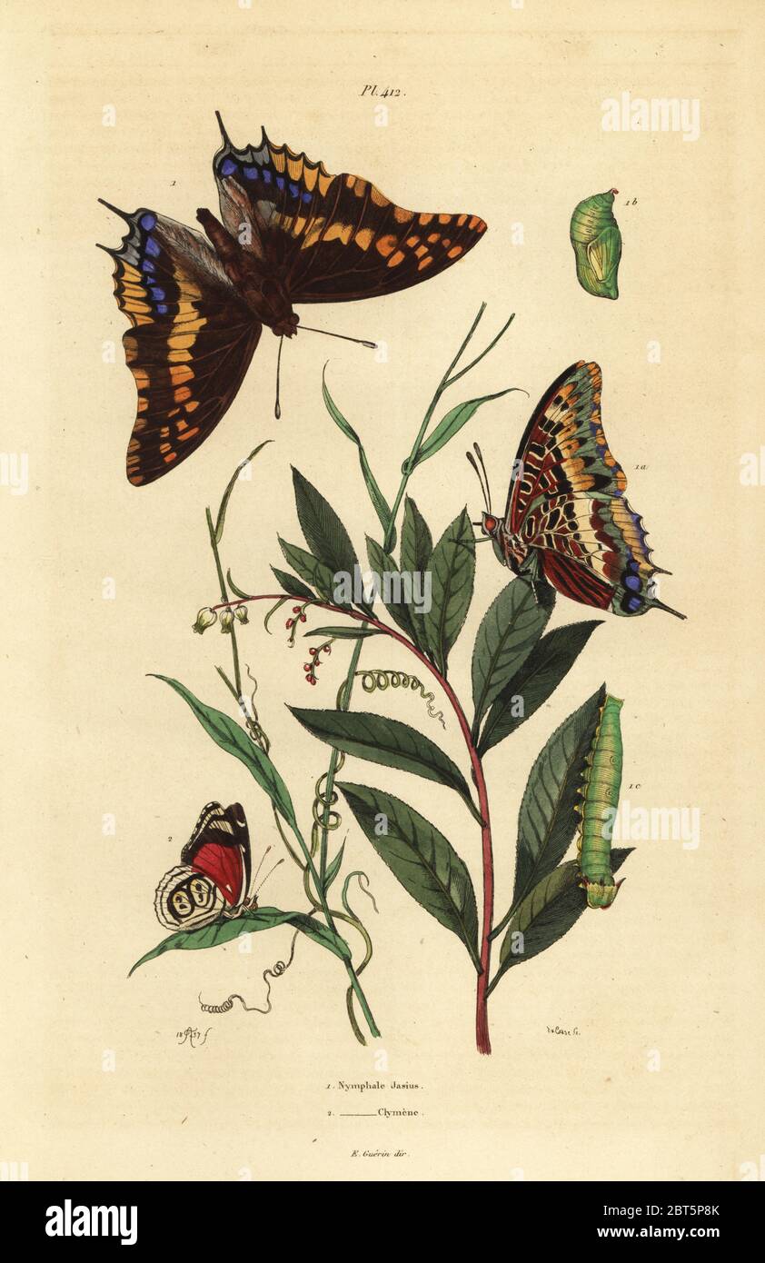 Two-tailed pasha or foxy emperor, Charaxes jasius, with pupa and caterpillar 1, and Cramer's eighty-eight butterfly, Diaethria clymena 2. Nymphale jasius, Nymphale clymene. Handcoloured steel engraving by du Casse after an illustration by Adolph Fries from Felix-Edouard Guerin-Meneville's Dictionnaire Pittoresque d'Histoire Naturelle (Picturesque Dictionary of Natural History), Paris, 1834-39. Stock Photo