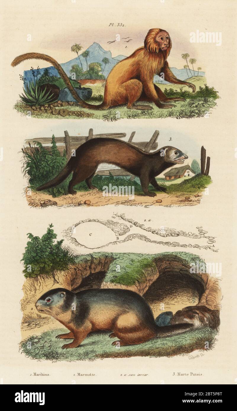 Golden lion tamarin, Leontopithecus rosalia, endangered 1, alpine marmot, Marmota marmota 2 and den, and ferret or polecat, Mustela putorius 3. Marikina, marmotte, marte putois. Handcoloured steel engraving by Pedretti after an illustration by A. Carie Baron from Felix-Edouard Guerin-Meneville's Dictionnaire Pittoresque d'Histoire Naturelle (Picturesque Dictionary of Natural History), Paris, 1834-39. Stock Photo