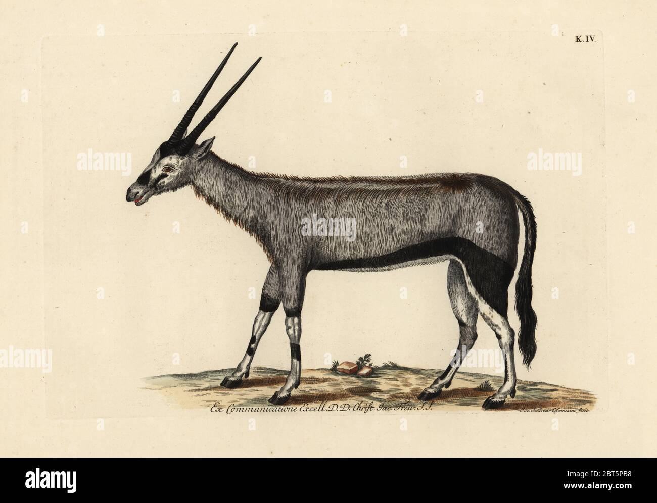 Gemsbok or gemsbuck, Oryx gazella (Chamois d'Afrique). Handcoloured copperplate engraving by Jakob-Andreas Eisemann from Georg Wolfgang Knorr's Deliciae Naturae Selectae of Kabinet van Zeldzaamheden der Natuur, Blusse and Son, Nuremberg, 1771. Specimens from a Wunderkammer or Cabinet of Curiosities owned by Dr. Christoph Jacob Trew in Nuremberg. Stock Photo