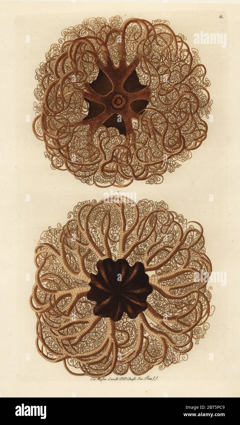 Basket sea star, Gorgonocephalus eucnemis from above and below. Handcoloured copperplate engraving from Georg Wolfgang Knorr's Deliciae Naturae Selectae of Kabinet van Zeldzaamheden der Natuur, Blusse and Son, Nuremberg, 1771. Specimens from a Wunderkammer or Cabinet of Curiosities owned by Dr. Christoph Jacob Trew in Nuremberg. Stock Photo