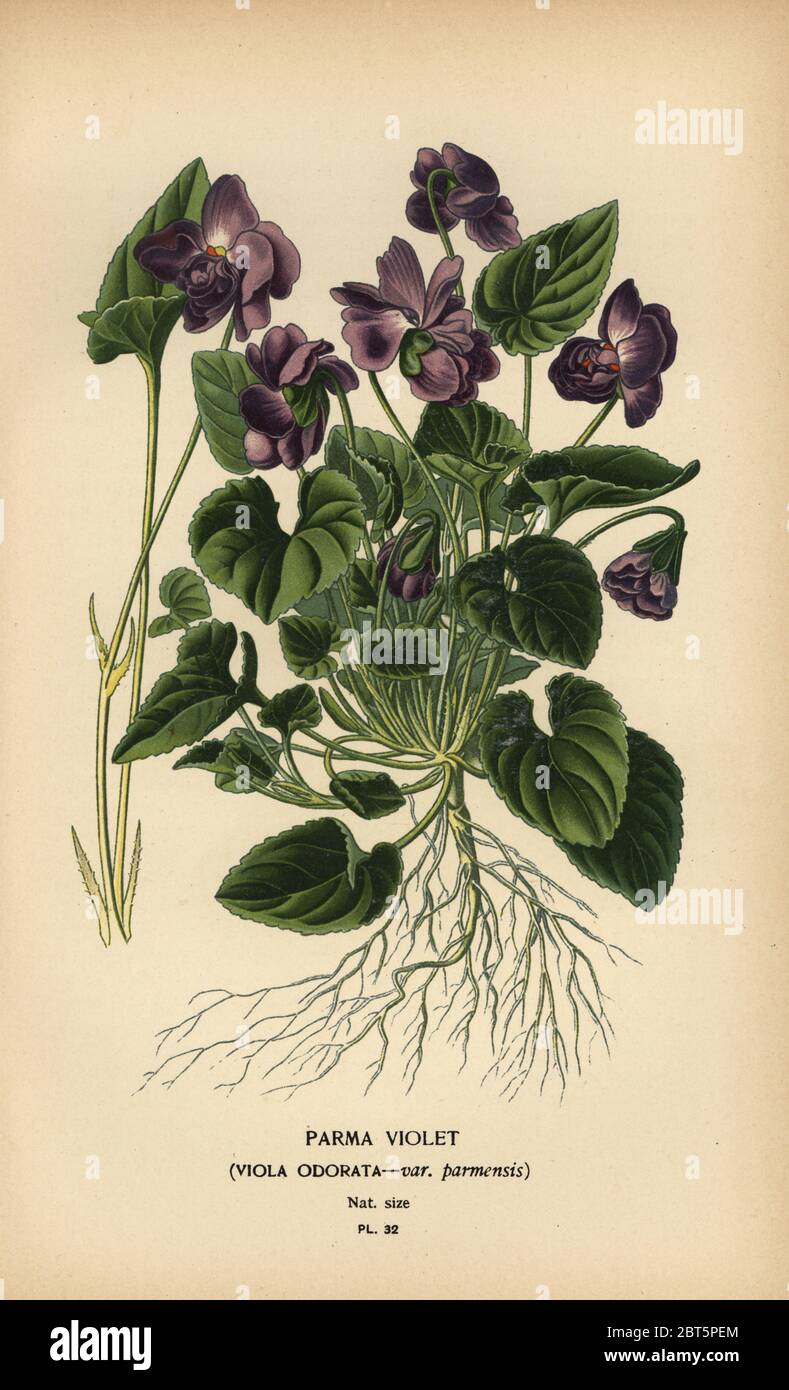 Parma violet, Viola odorata var. parmensis. Viola alba hybrid. Chromolithograph from an illustration by Desire Bois from Edward Steps Favourite Flowers of Garden and Greenhouse, Frederick Warne, London, 1896. Stock Photo