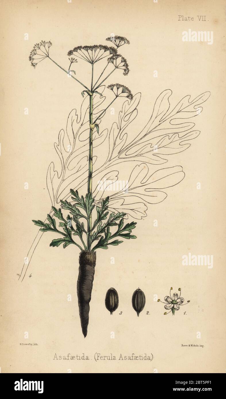 Asafetida, gum resin from the Ferula assafoetida. Handcoloured