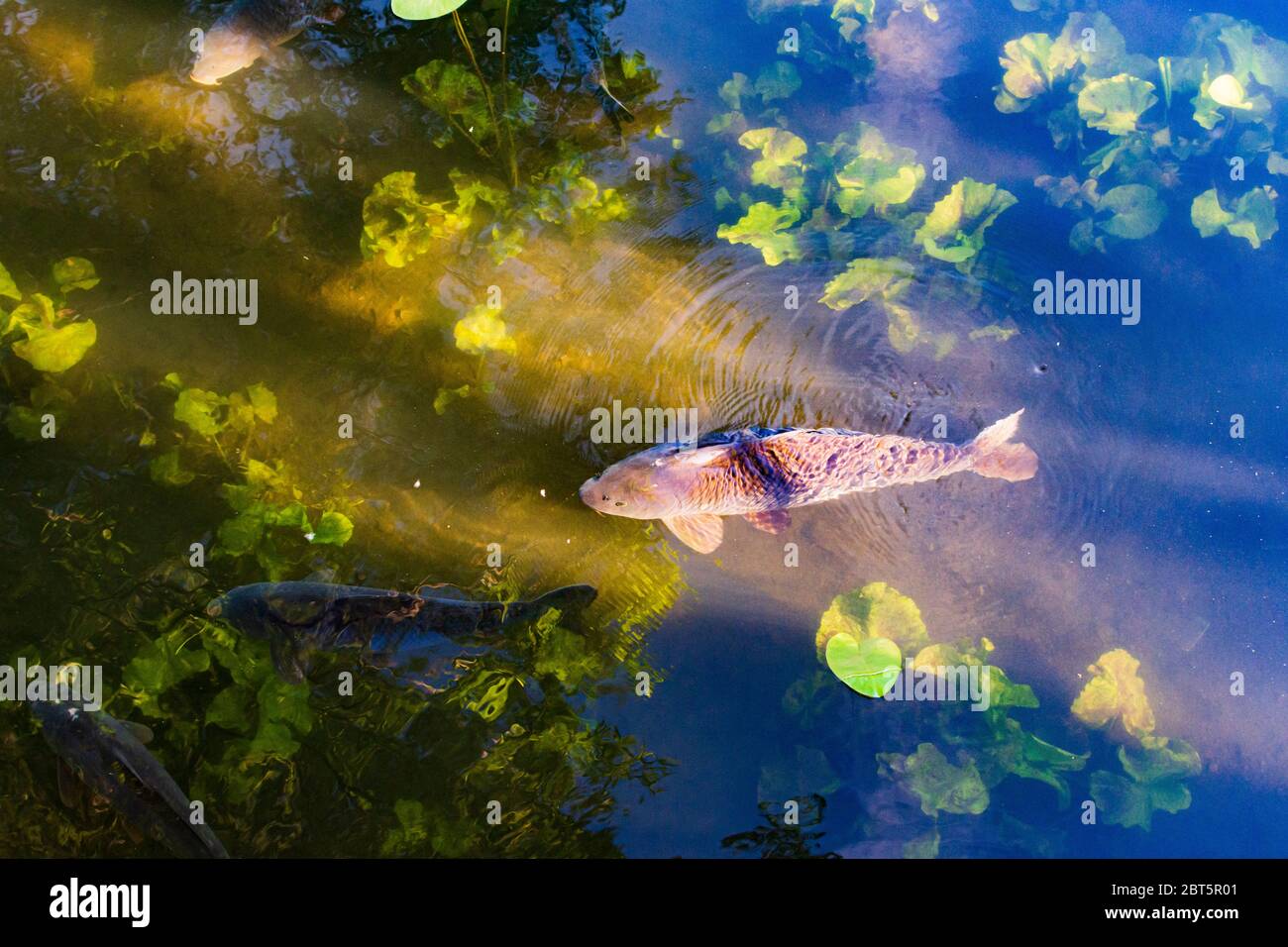 Wien, Vienna: common carp or European carp (Cyprinus carpio), in oxbow lake, in 22. Donaustadt, Wien, Austria Stock Photo