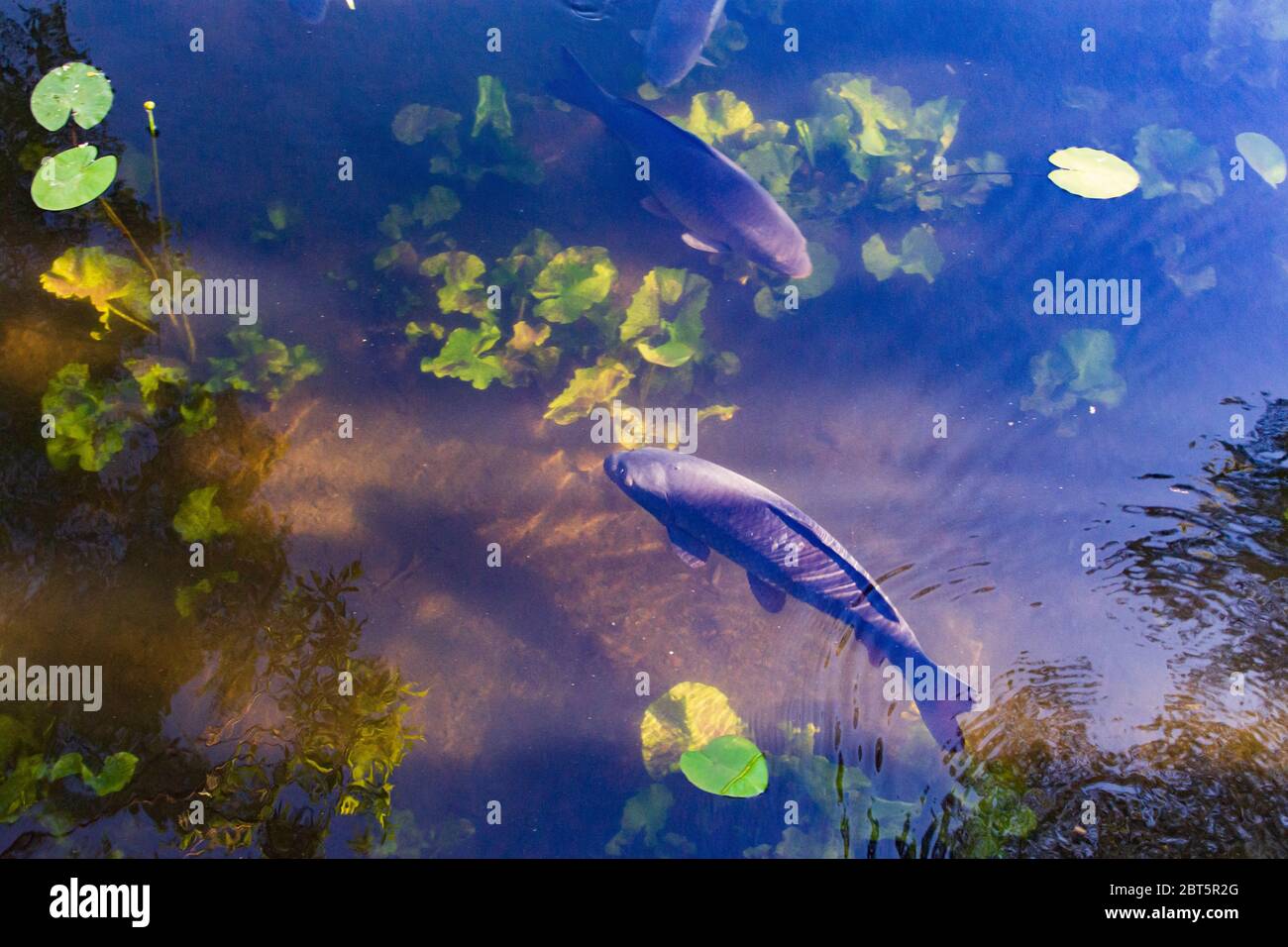 Wien, Vienna: common carp or European carp (Cyprinus carpio), in oxbow lake, in 22. Donaustadt, Wien, Austria Stock Photo