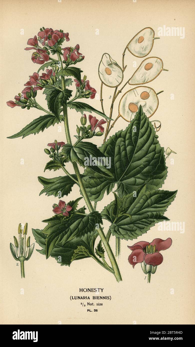 Honesty, Lunaria annua (Lunaria biennis). Chromolithograph from an illustration by Desire Bois from Edward Steps Favourite Flowers of Garden and Greenhouse, Frederick Warne, London, 1896. Stock Photo