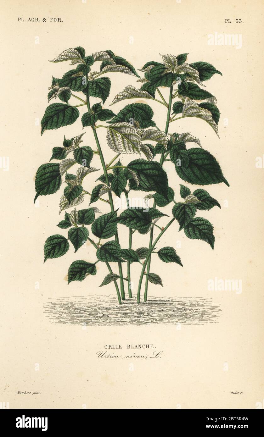 Ramie or China grass, Boehmeria nivea, Urtica nivea, Ortie blanche. Handcoloured steel engraving by Oudet after a botanical illustration by Edouard Maubert from Pierre Oscar Reveil, A. Dupuis, Fr. Gerard and Francois Herincqs La Regne Vegetal: Planets Agricoles et Forestieres, L. Guerin, Paris, 1864-1871. Stock Photo