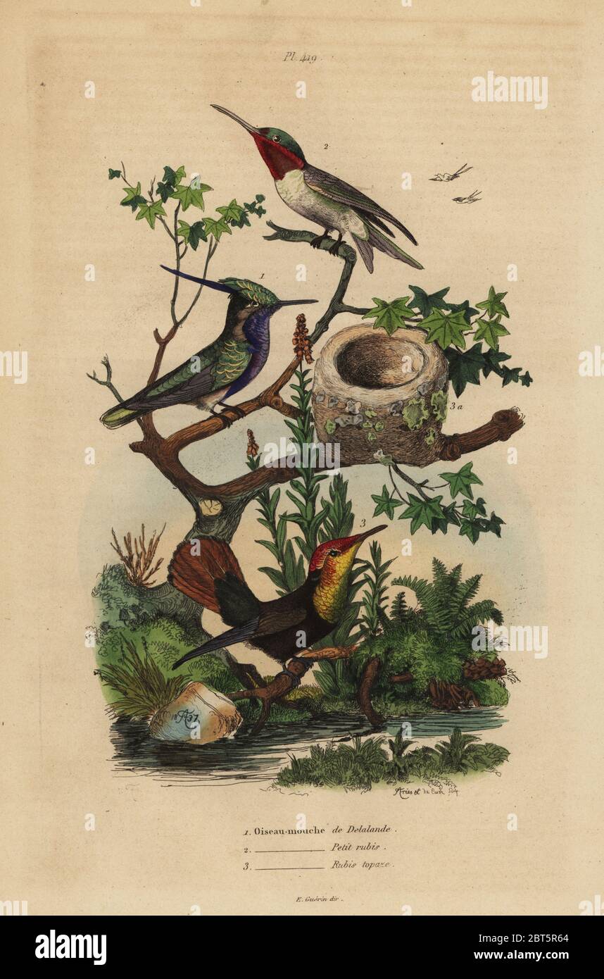Green-crowned plovercrest, Stephanoxis lalandi, ruby-throated hummingbird, Archilochus colubris, and ruby-topaz hummingbird and nest, Chrysolampis mosquitus. Oiseau mouche de Delalande, petit rubis, rubis topaze. Handcoloured steel engraving by du Casse and Adolph Fries from Felix-Edouard Guerin-Meneville's Dictionnaire Pittoresque d'Histoire Naturelle (Picturesque Dictionary of Natural History), Paris, 1834-39. Stock Photo
