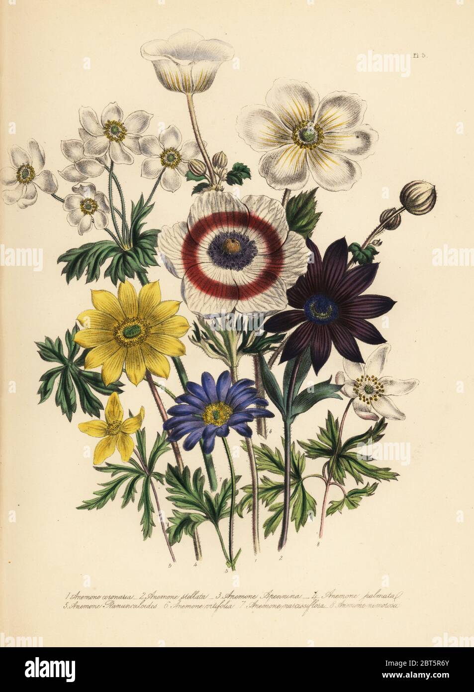 Poppy anemone, Anemone coronaria, star anemone, A. stellata, blue mountain anemone, A. appenia, palmate anemone, A. palmata, yellow wood anemone, A. ranunculoides, vine-leaved anemone, A. vitifolia, narcissus-flowered anemone, A. narcissiflora, and common wood anemone, A. nemorosa. Handfinished chromolithograph by Henry Noel Humphreys after an illustration by Jane Loudon from Mrs. Jane Loudon's Ladies Flower Garden of Ornamental Perennials, William S. Orr, London, 1849. Stock Photo