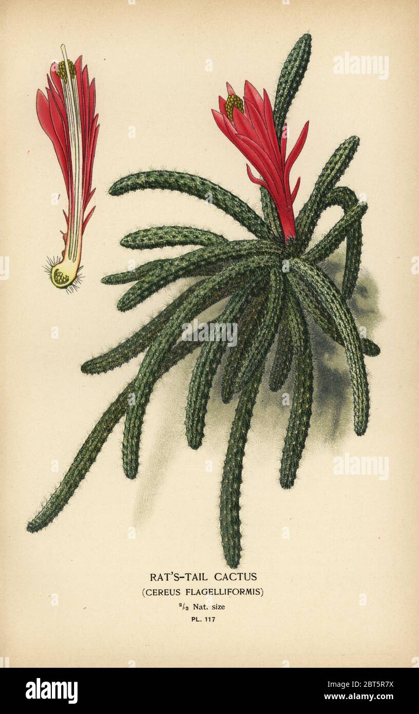Rattail cactus, Disocactus flagelliformis (Rats tail cactus, Cereus flagelliformis). Chromolithograph from an illustration by Desire Bois from Edward Steps Favourite Flowers of Garden and Greenhouse, Frederick Warne, London, 1896. Stock Photo