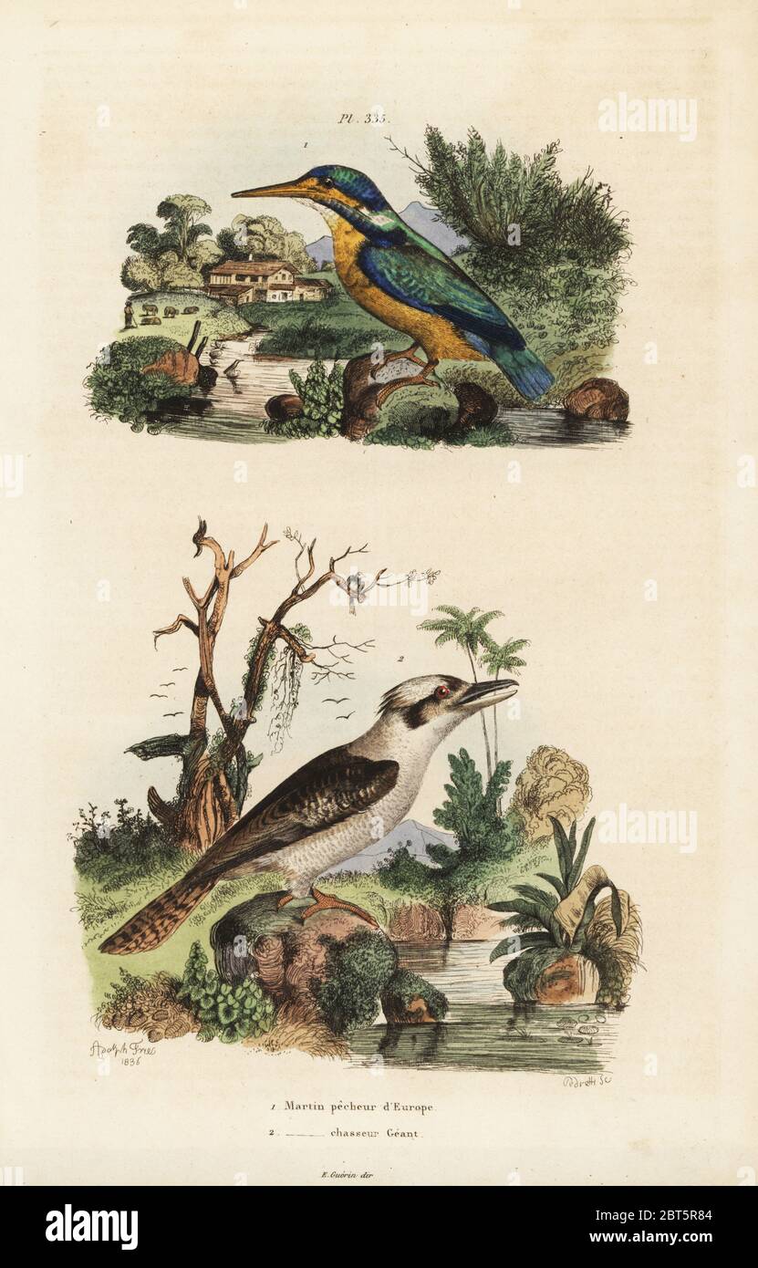Kingfisher, Alcedo atthis, and laughing kookaburra, Dacelo novaeguineae. Martin pecheur, martin chasseur. Handcoloured steel engraving by Pedretti after an illustration by Adolph Fries from Felix-Edouard Guerin-Meneville's Dictionnaire Pittoresque d'Histoire Naturelle (Picturesque Dictionary of Natural History), Paris, 1834-39. Stock Photo