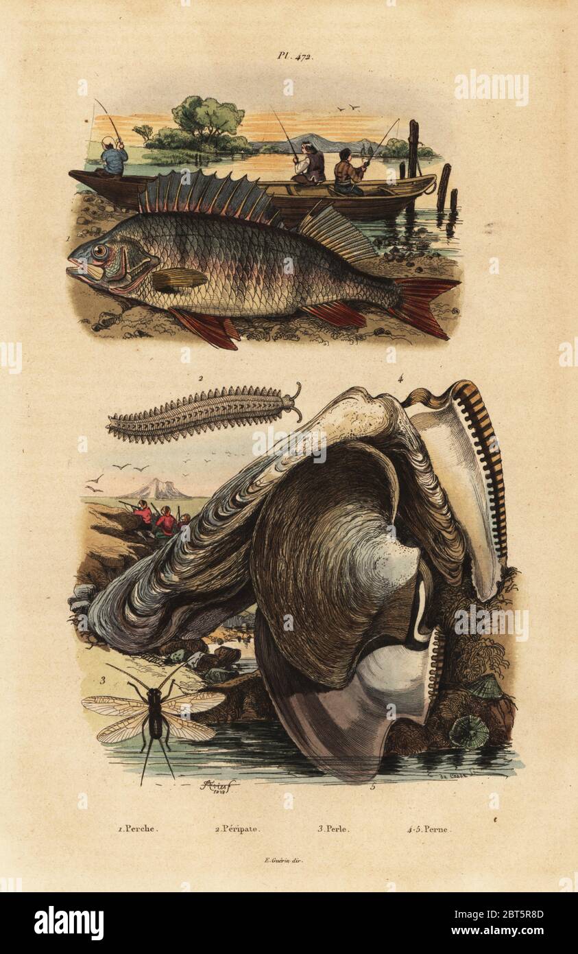 European perch, Perca fluviatilis 1, velvet worm, Peripatus iuliformis 2, lacewing, Perla marginata 3, and pearl oyster, Isognomon isognomum 4. Perche, Peripate, Perle, Perne. Handcoloured steel engraving by du Casse after an illustration by Adolph Fries from Felix-Edouard Guerin-Meneville's Dictionnaire Pittoresque d'Histoire Naturelle (Picturesque Dictionary of Natural History), Paris, 1834-39. Stock Photo