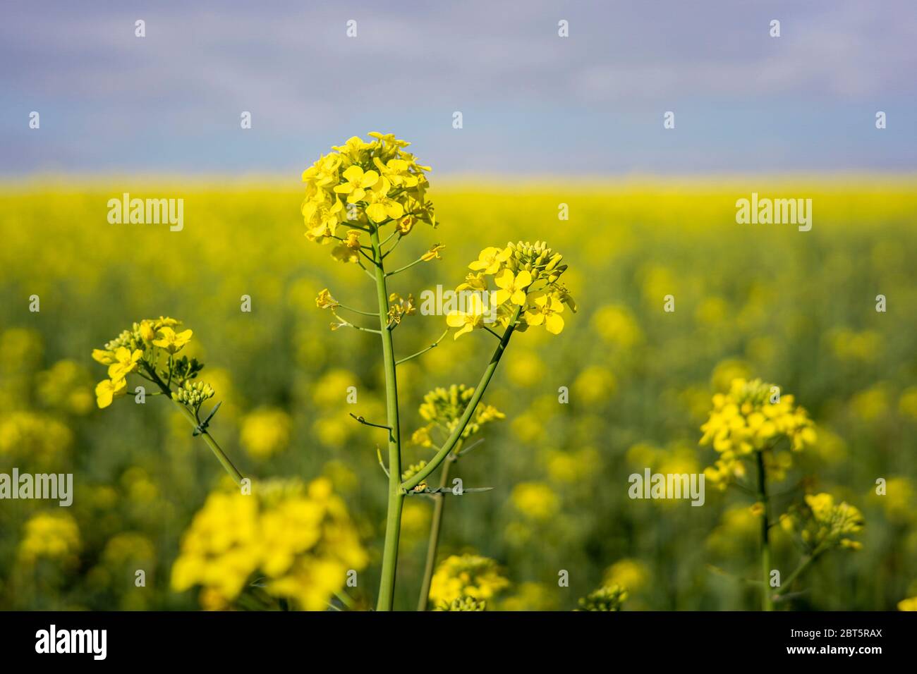 Rapeseed field on a sunny day with clear skies Stock Photo - Alamy