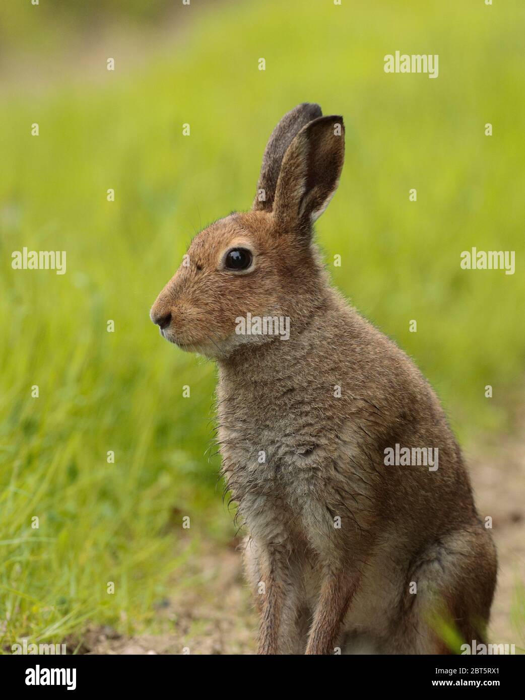 Photographing hares hi-res stock photography and images - Alamy