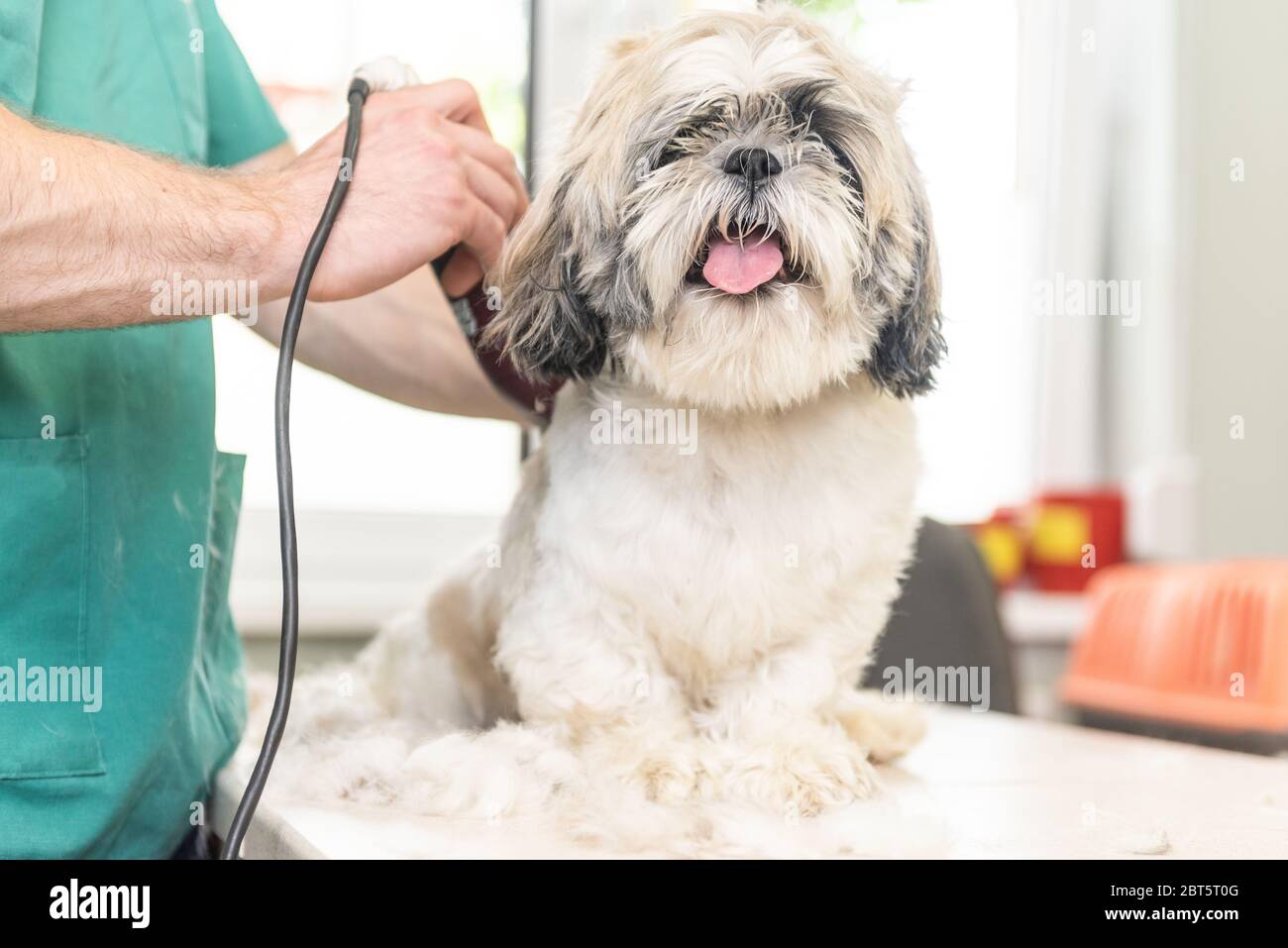 Professional groomer is trimming small dog by electric razor. White dog is looking to the camera. Stock Photo