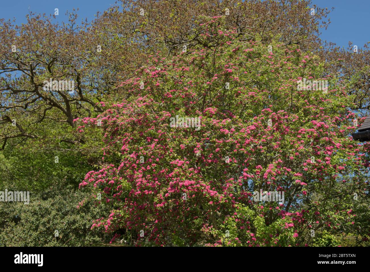 Spring Flowering Deciduous Double Pink Hawthorn Tree (Crataegus laevigata 'Rosea Flore Pleno') with a Bright Blue Sky Background in a Garden Stock Photo
