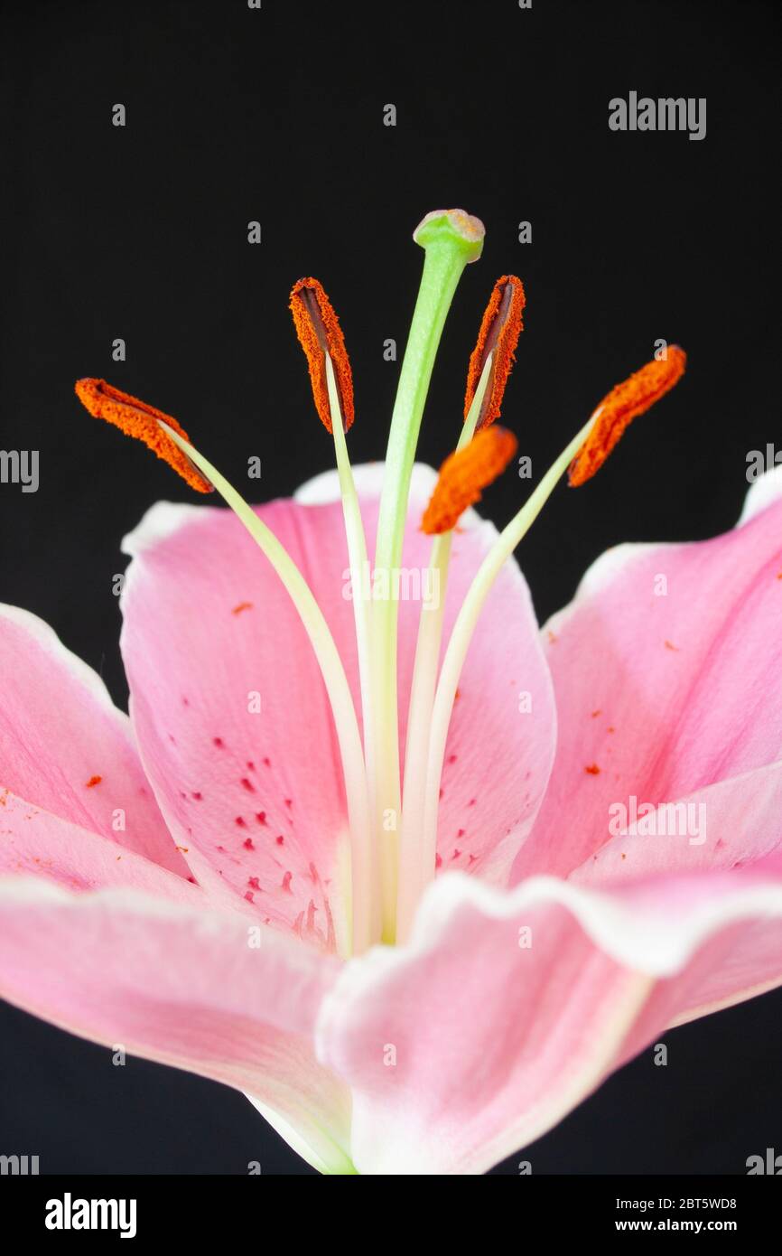 Stargazer lily stamen and anthers Stock Photo