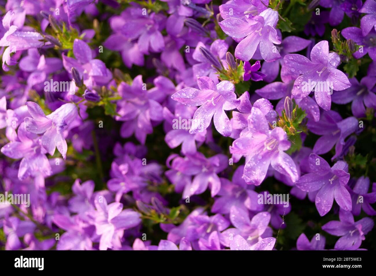 Purple garden flowers with dewdrops Stock Photo