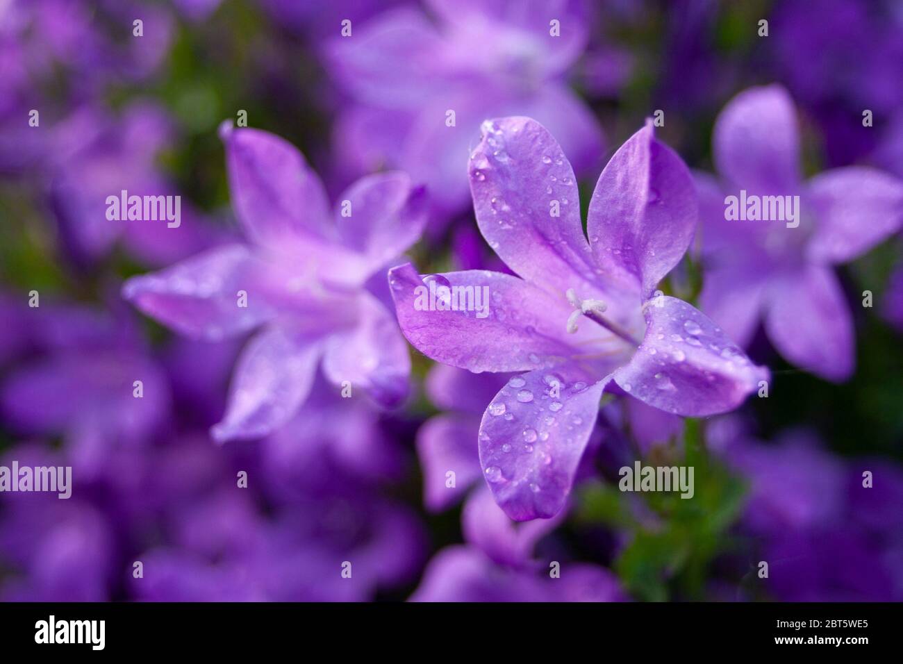 Purple garden flowers with dewdrops Stock Photo
