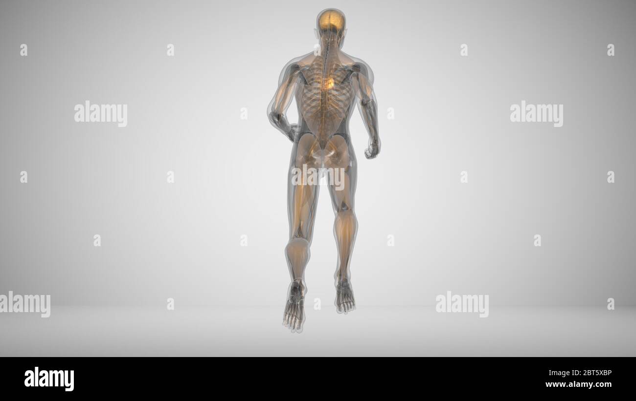 Human muscle moving anatomy hi-res stock photography and images - Alamy