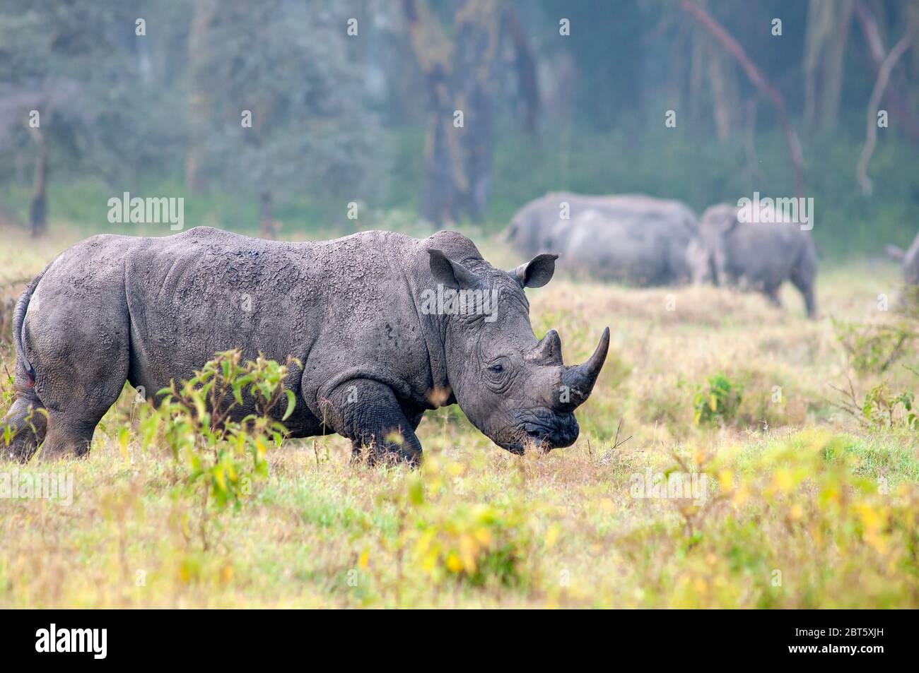 White rhinoceros, Ceratotherium simum, foraging in Lake Nakuru National Park. Kenya. Africa Stock Photo
