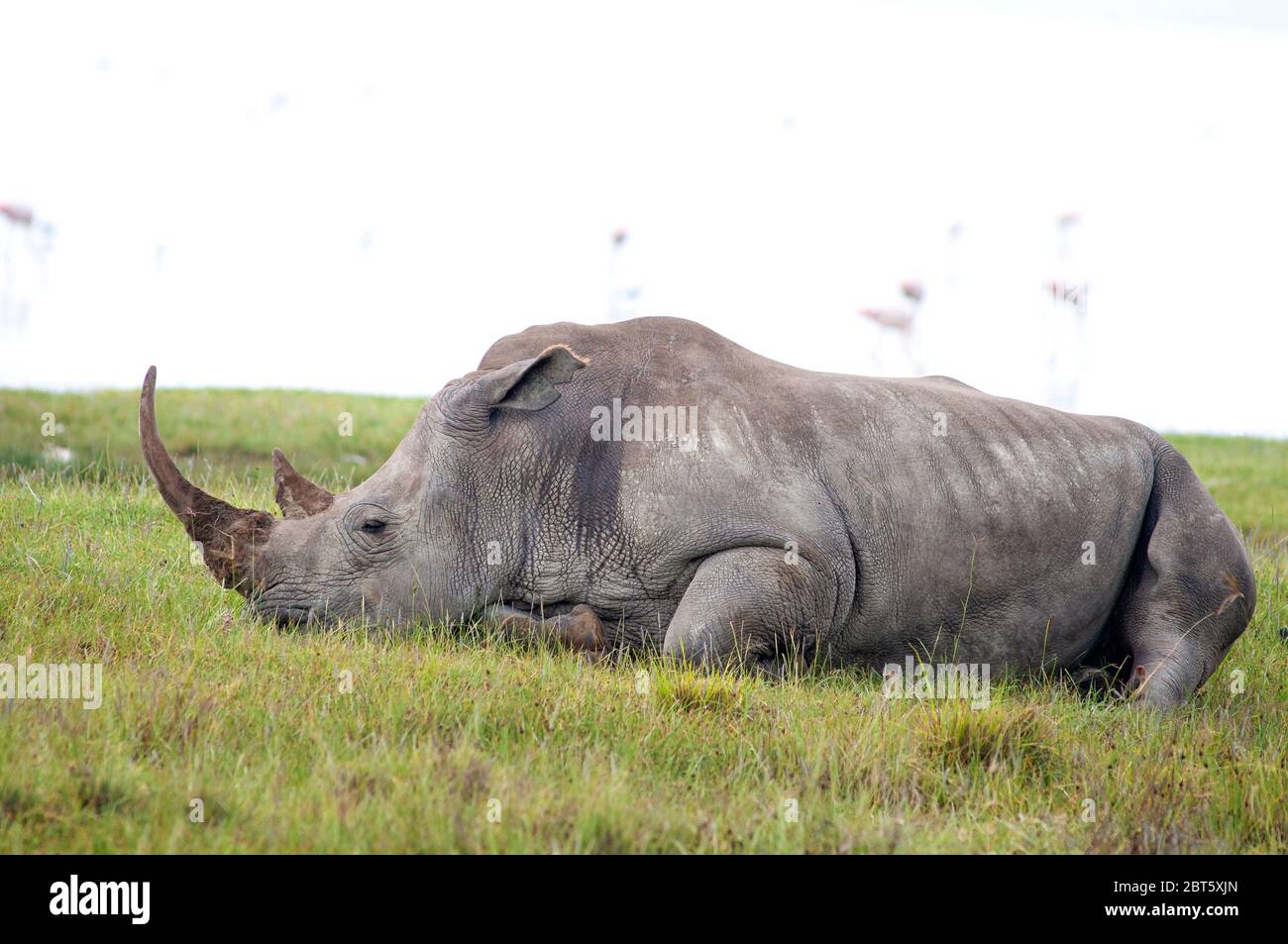 White rhinoceros, Ceratotherium simum, resting in Lake Nakuru National Park. Kenya. Africa Stock Photo