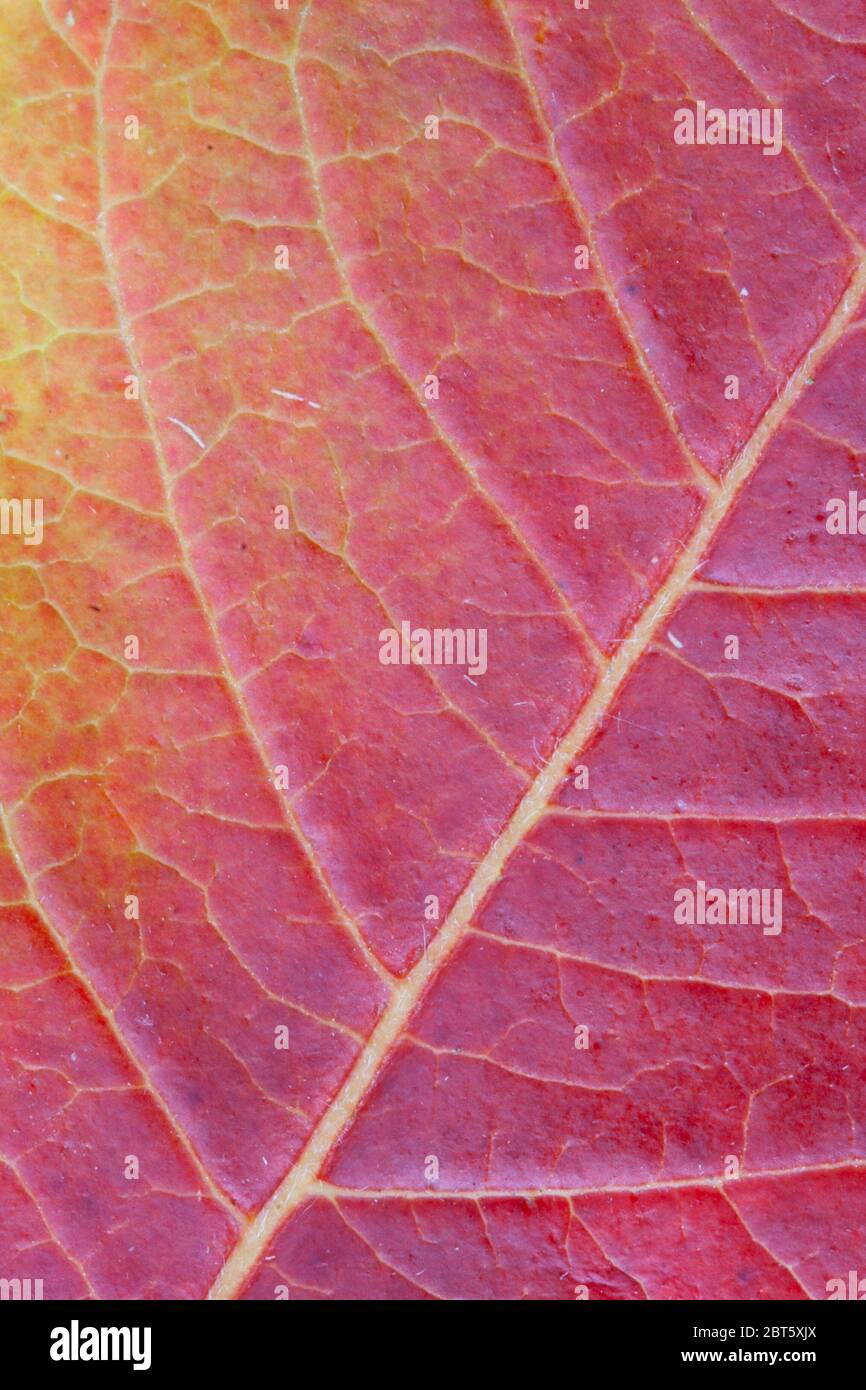 Close up of leaf in vibrant autumn colours Stock Photo