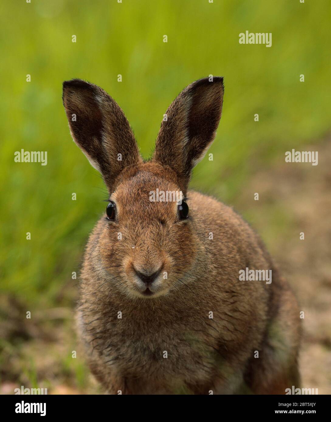 Photographing hares hi-res stock photography and images - Alamy
