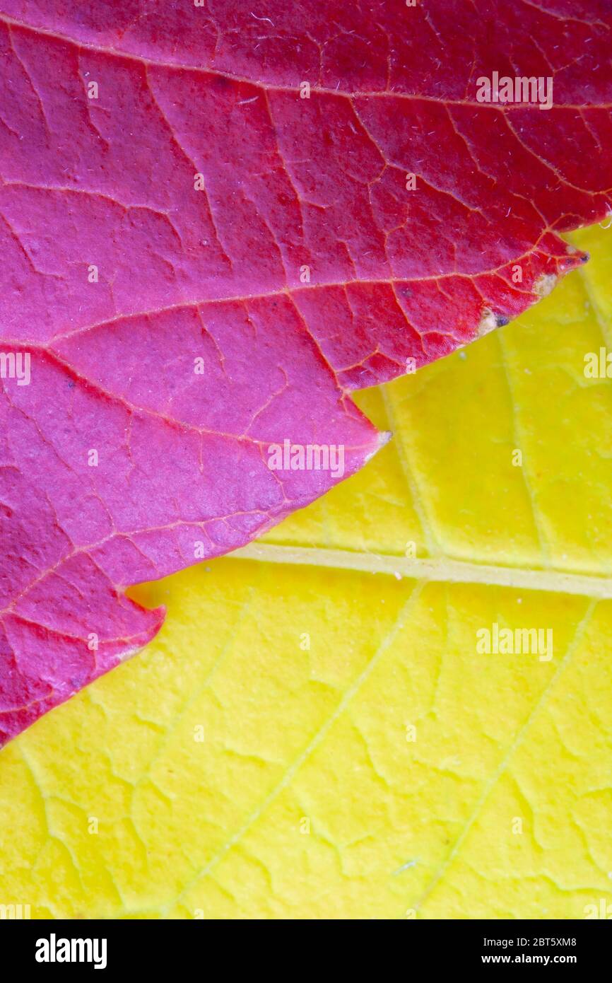 Close up of leaves in vibrant autumn colours Stock Photo