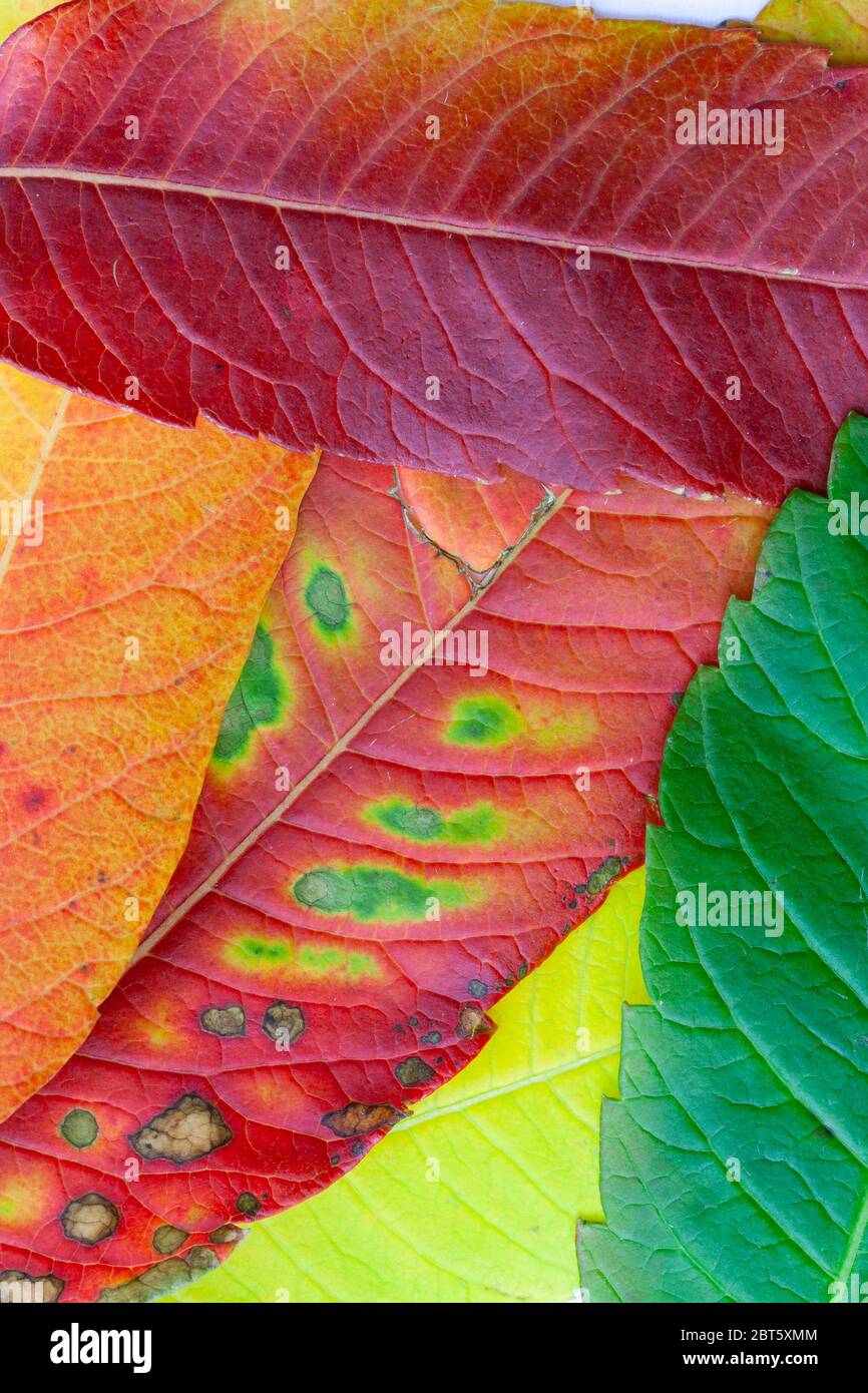 Close up of leaves in vibrant autumn colours Stock Photo
