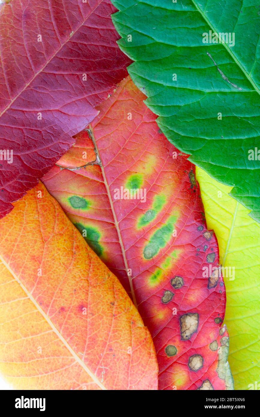 Close up of leaves in vibrant autumn colours Stock Photo