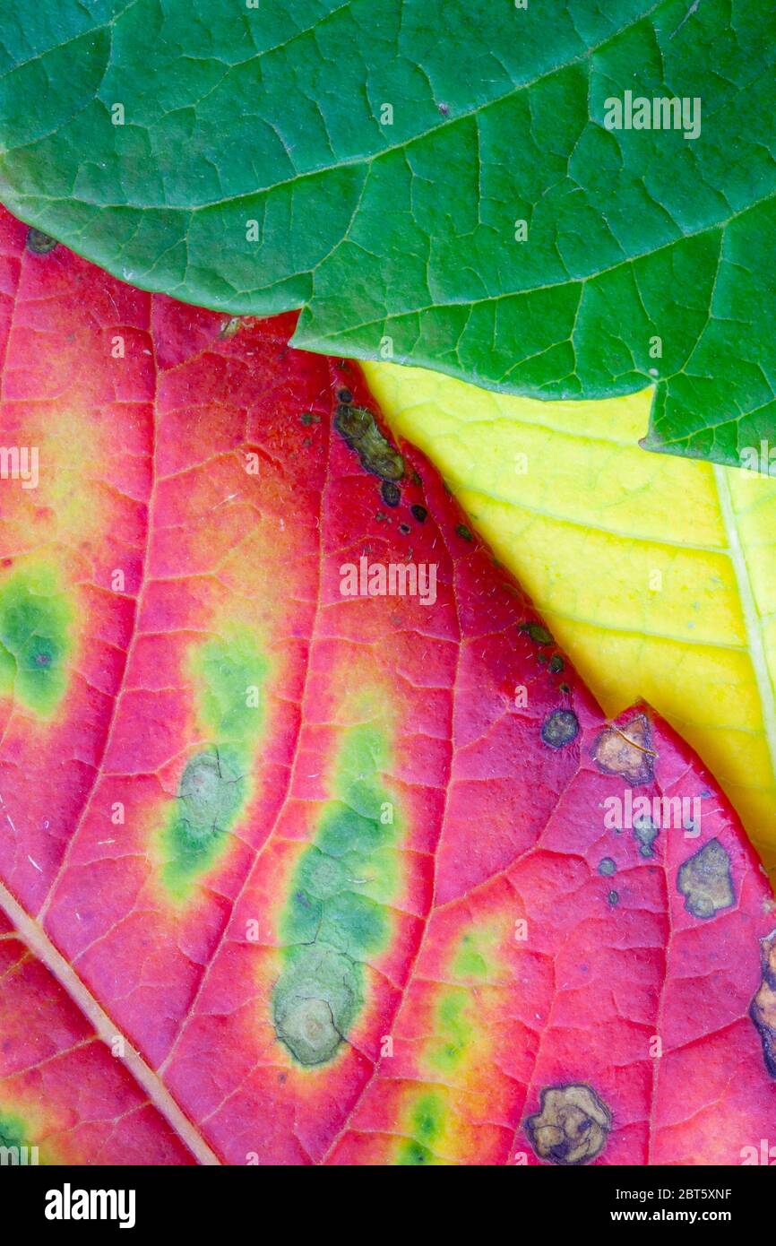 Close up of leaves in vibrant autumn colours Stock Photo