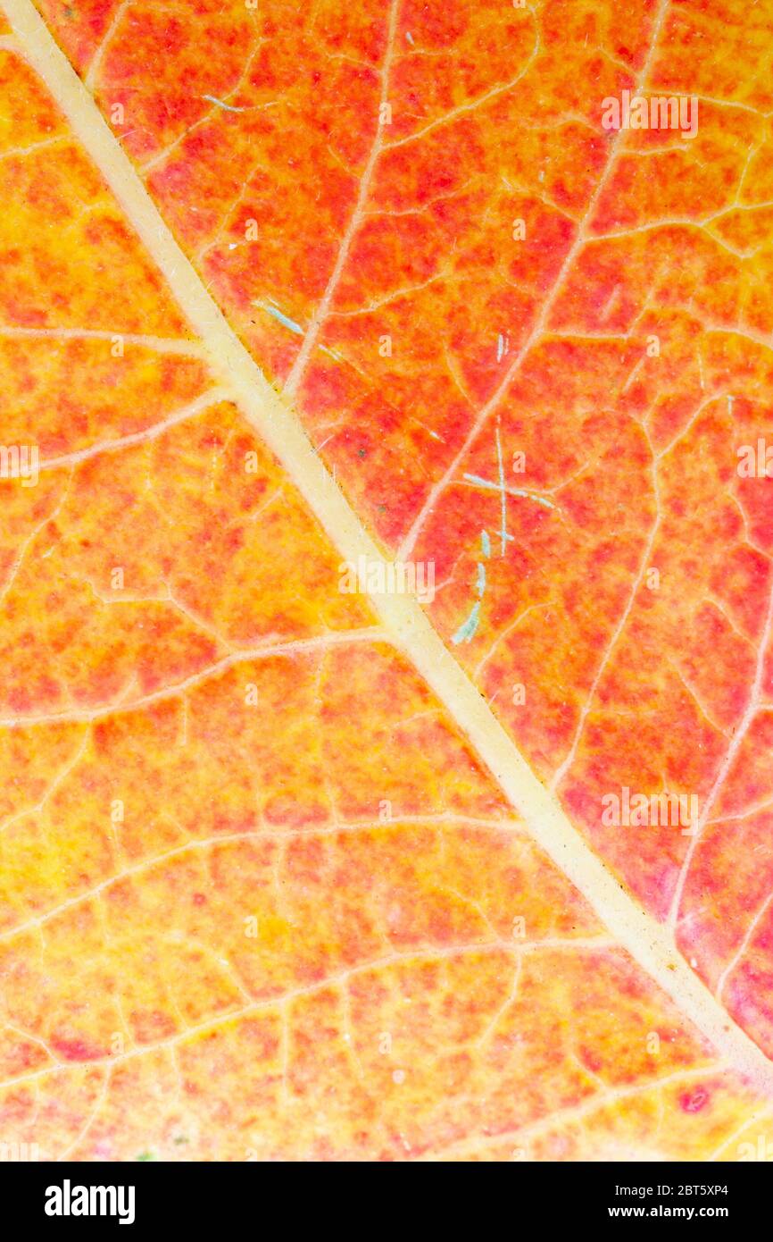 Close up of leaf in vibrant autumn colours Stock Photo