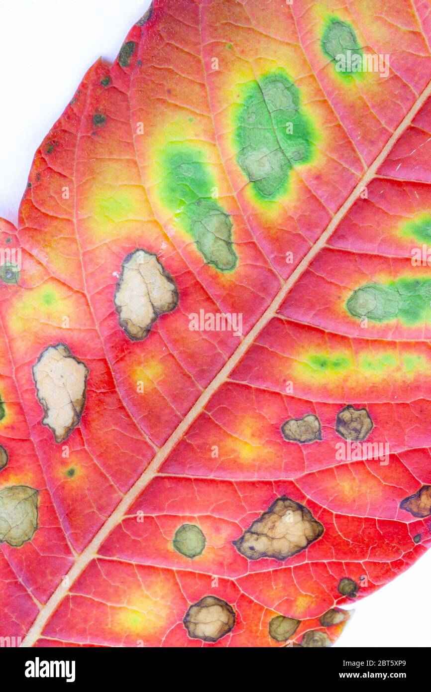 Close up of leaf in vibrant autumn colours Stock Photo