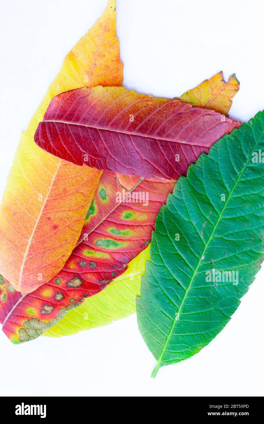 Close up of leaves in vibrant autumn colours Stock Photo