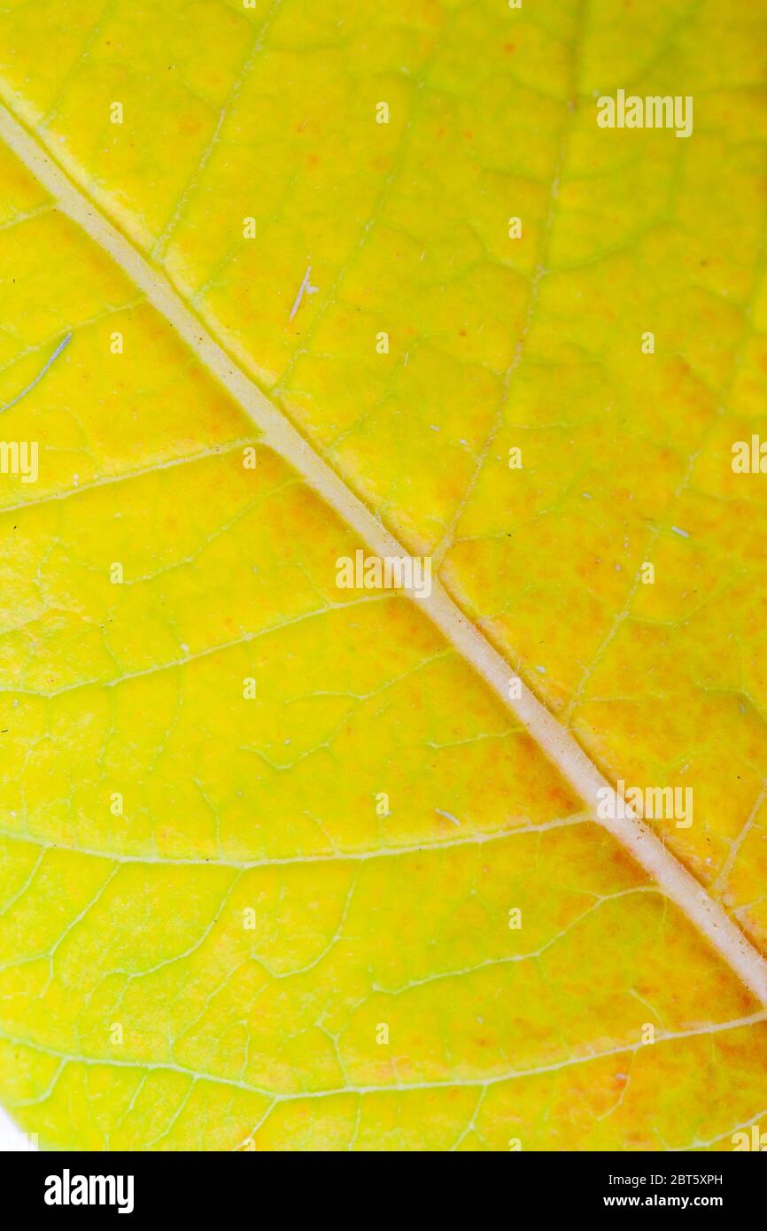 Close up of leaf in vibrant autumn colours Stock Photo