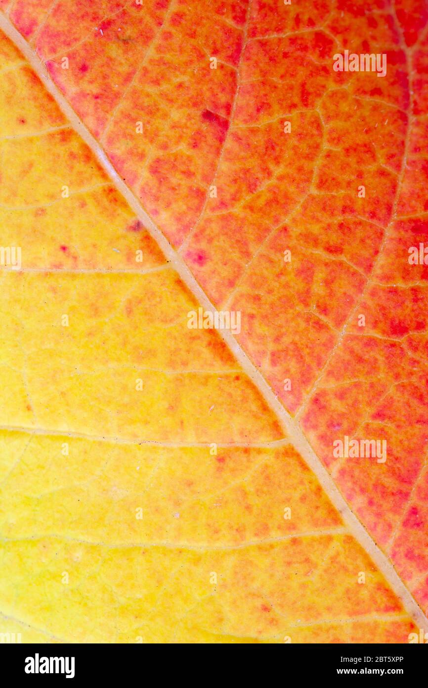 Close up of leaf in vibrant autumn colours Stock Photo
