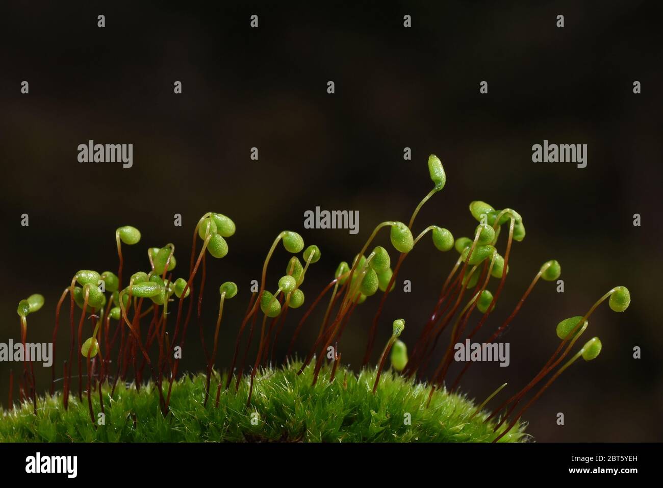 Sporophytes from the red roof moss Ceratodon purpureus Stock Photo