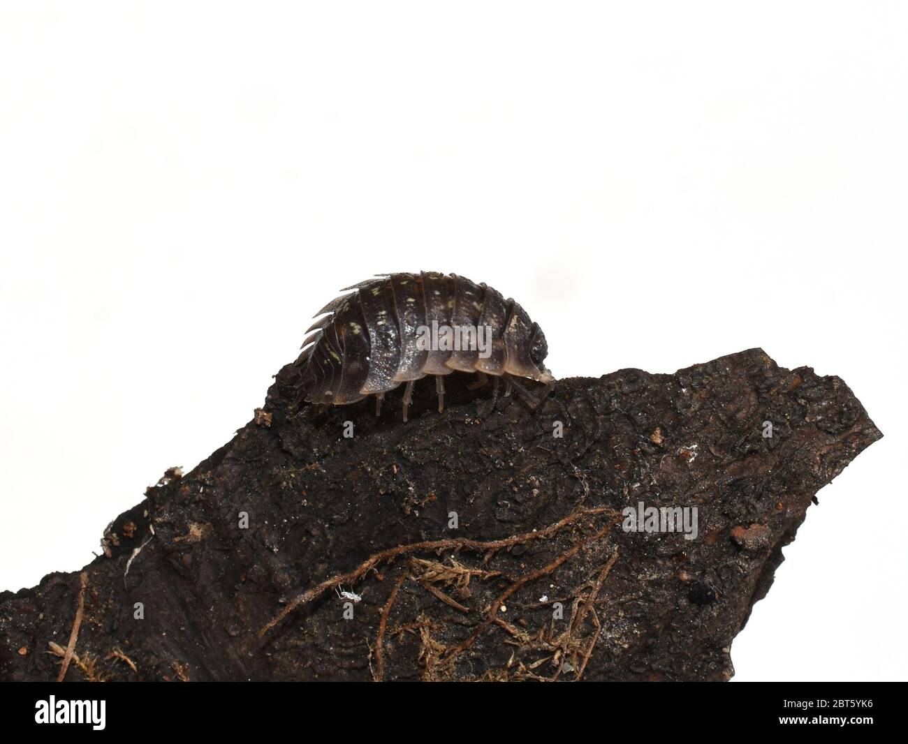 Armadillo bug woodlouse Oniscus asellus  on a piece of bark isolated on white Stock Photo