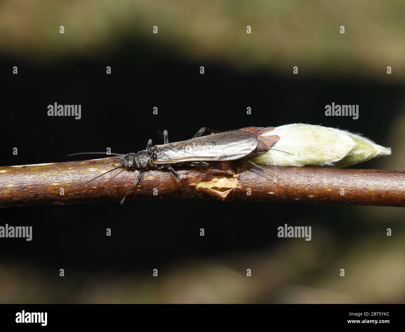 Stonefly plecoptera trout food insect on a twig Stock Photo