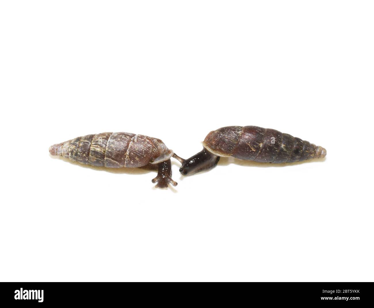 The two-toothed door snail Clausilia bidentata isolated on white Stock Photo