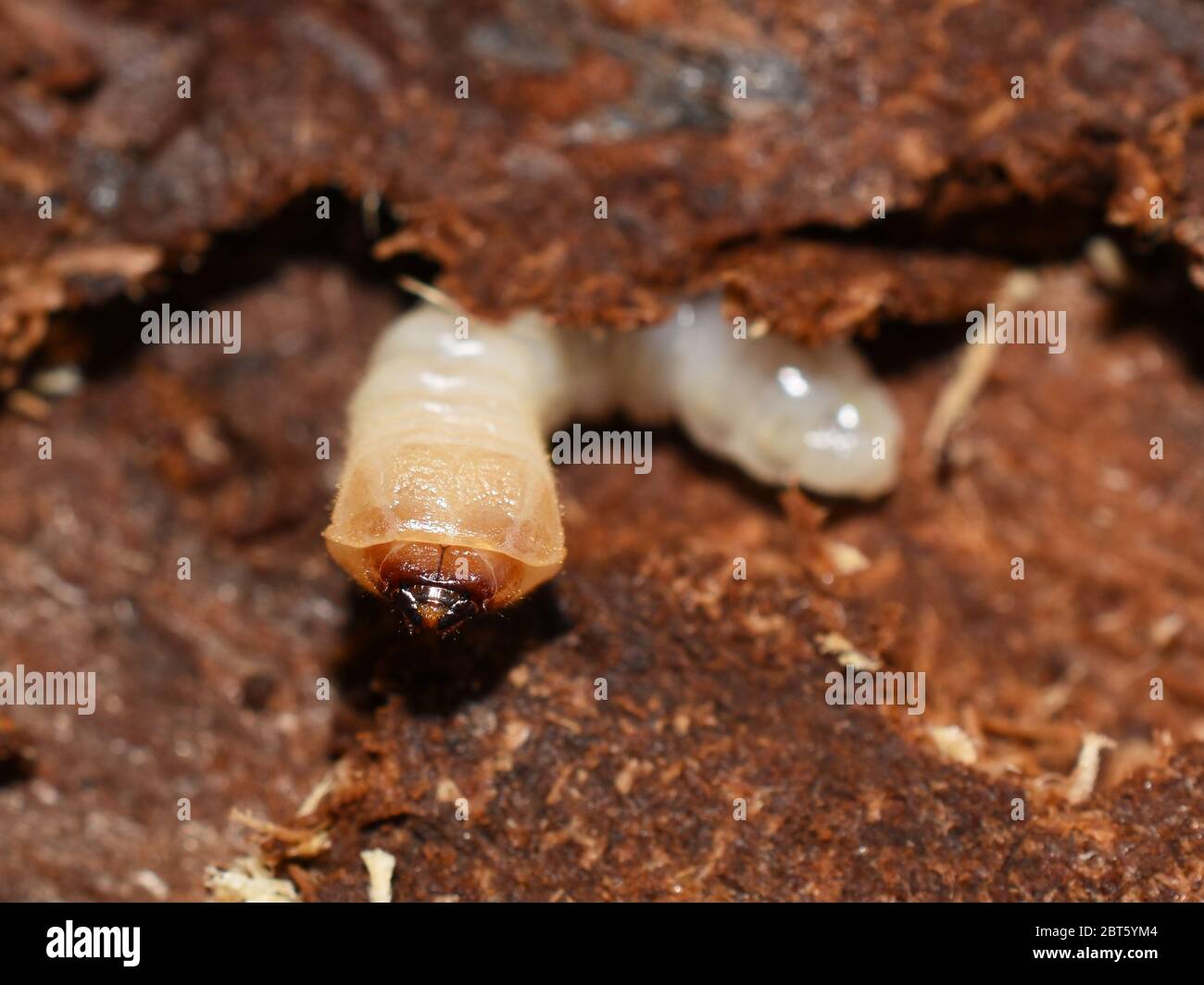 Closeup on Cerambycidae larvae decomposer feeding on wood Stock Photo