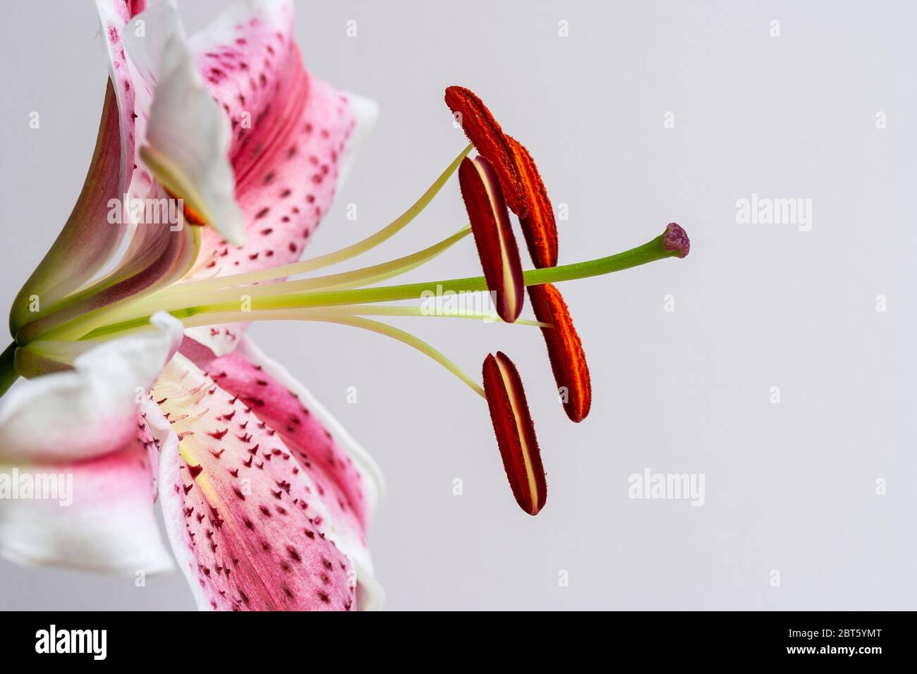 Stargazer lily stamen and anthers Stock Photo