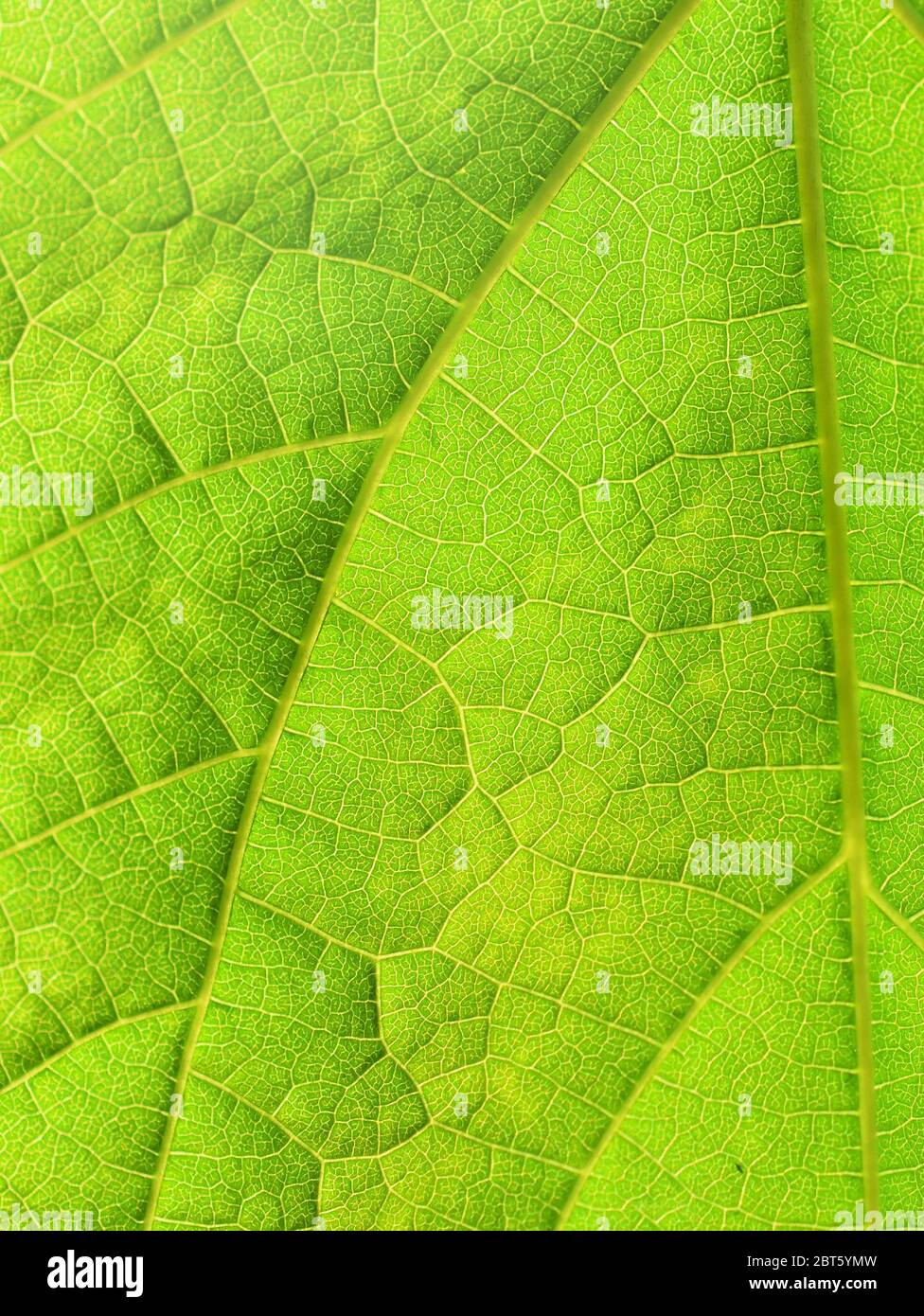 Closeup on a green leaf plant veins photosynthesis Stock Photo