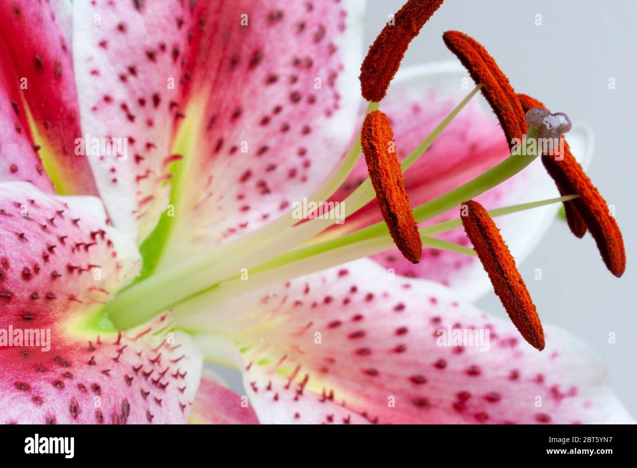 Stargazer lily stamen and anthers Stock Photo