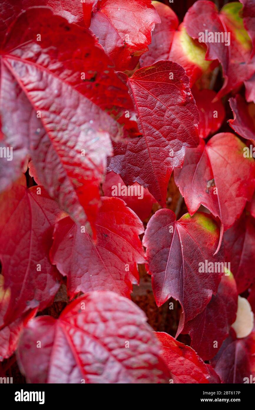 Close up of leaves in vivid autumn colours Stock Photo