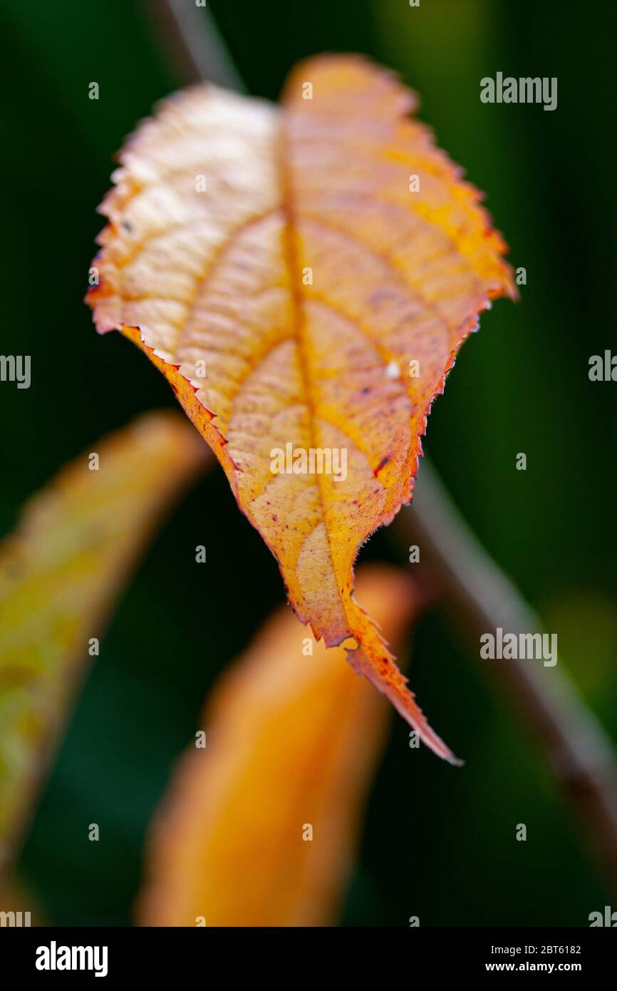 Close up of leaf in autumn colours Stock Photo
