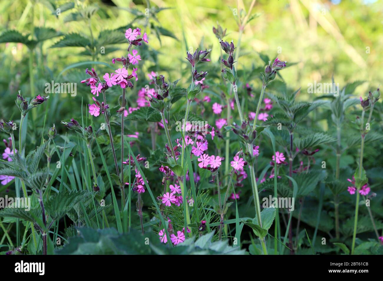 Pink catchfly (caryophyllaceae) wild flowers growing alongside a byway outside East Brabourne near Ashford in Kent, England, United Kingdom Stock Photo