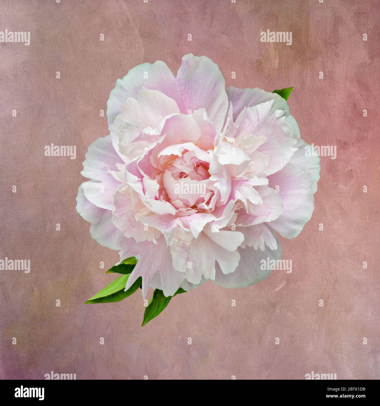 isolated single pink white peony blossom, vintage painting style,textured canvas or paper background, fine art still life color macro,single isolated Stock Photo