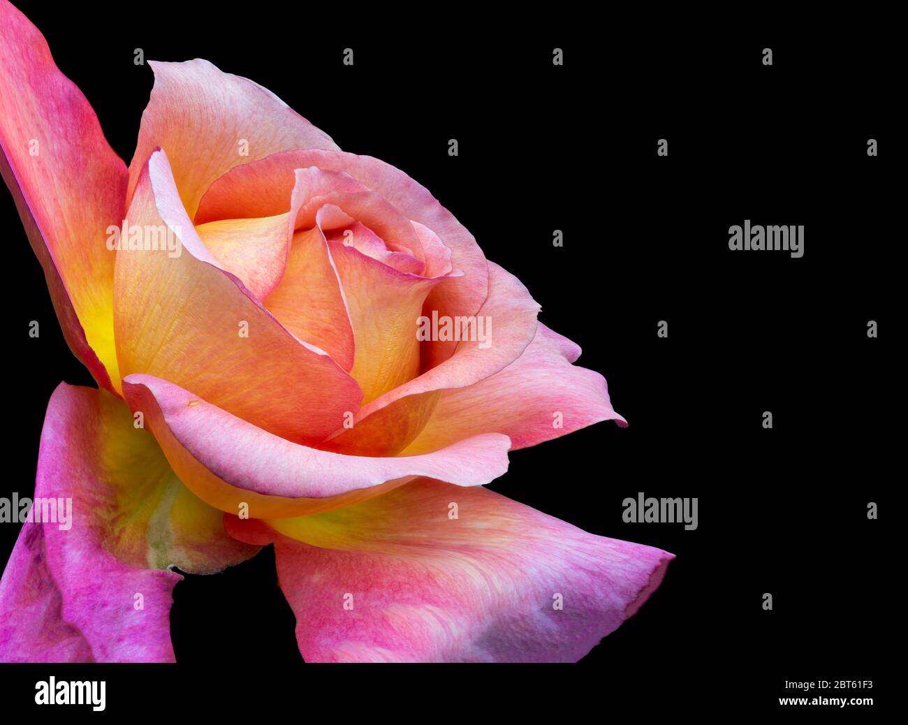 veined bright colorful rose macro of a single isolated yellow pink orange violet blossom on black background Stock Photo