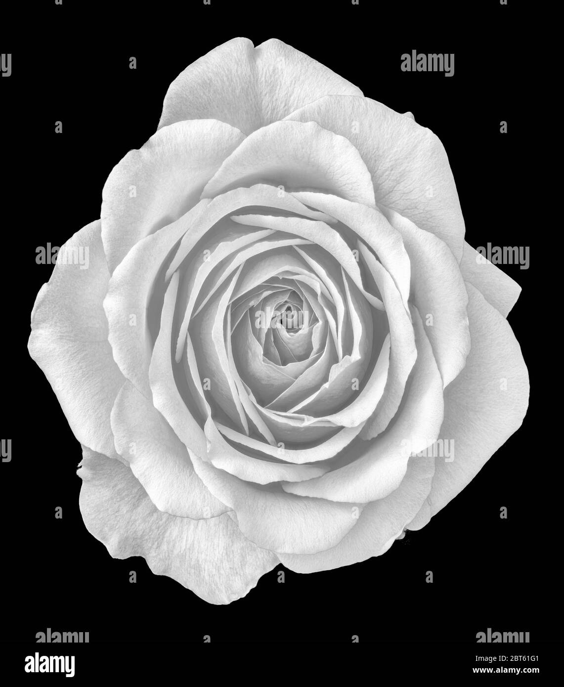 Monochrome white rose blossom macro on black background,fine art still life close-up of a single isolated bloom with detailed texture Stock Photo